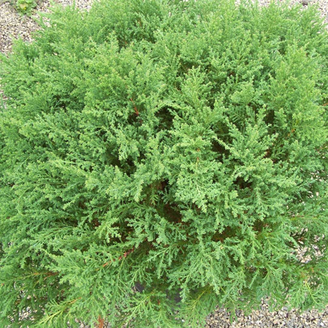 Green Fuzzball Microbiota in a bed of gravel